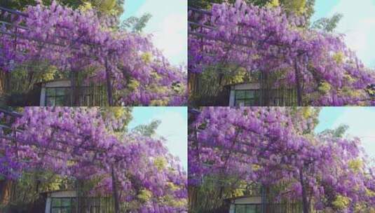 紫藤花花藤蔓花卉4k50帧高清在线视频素材下载