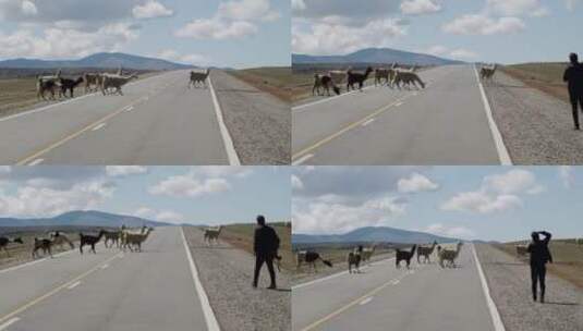 羊驼正在穿越山路高清在线视频素材下载