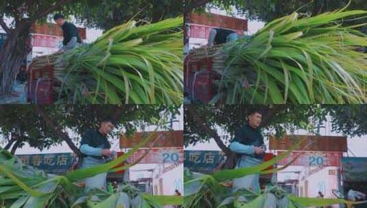 中国西南地区路边摊卖甘蔗的商户高清在线视频素材下载