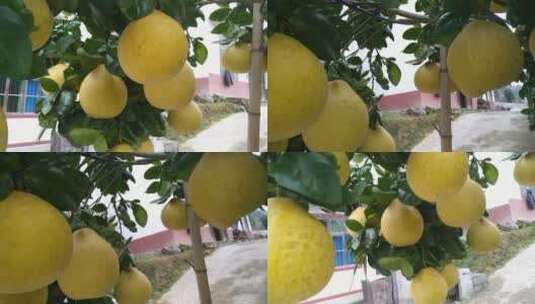 柚子树丰收果实高清在线视频素材下载
