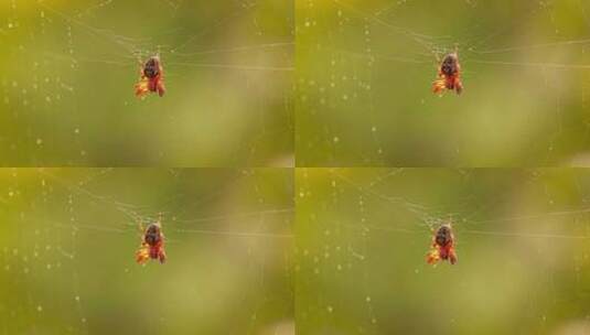 蜘蛛网里的蜘蛛高清在线视频素材下载