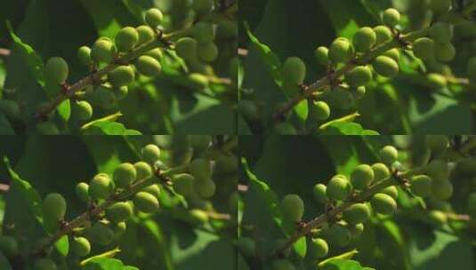有绿色橄榄的树枝高清在线视频素材下载