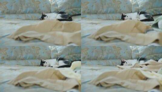 衣服掉在床上猫躺在沙发上高清在线视频素材下载