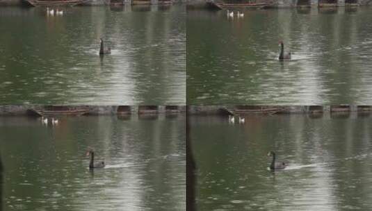 水上的黑天鹅高清在线视频素材下载