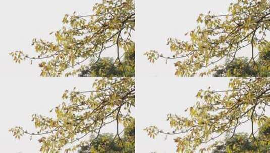 冬季枯黄树木高清在线视频素材下载
