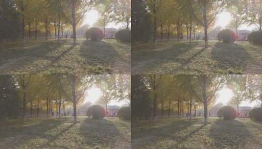 北京紫禁城银杏树4K实拍高清在线视频素材下载