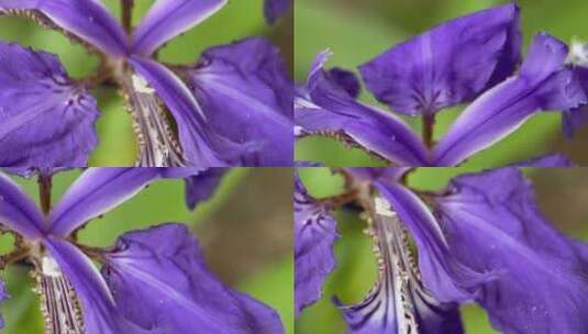 四k实拍春季树木开花结果高清在线视频素材下载