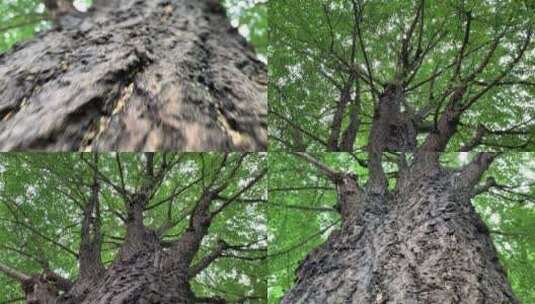 公园樟树高清在线视频素材下载