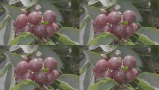 大樱桃种植LOG视频素材高清在线视频素材下载