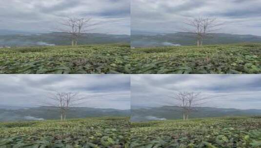茶树茶山4K实拍视频高清在线视频素材下载