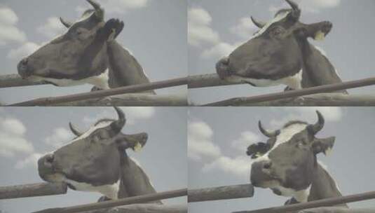 健壮的奶牛高清在线视频素材下载