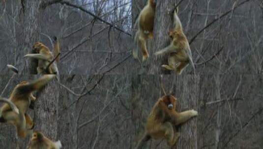金丝猴爬树3高清在线视频素材下载