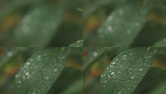 绿色植物上的雨滴高清在线视频素材下载