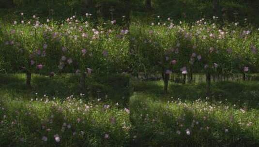 春天大自然景观粉色花卉月见草高清在线视频素材下载