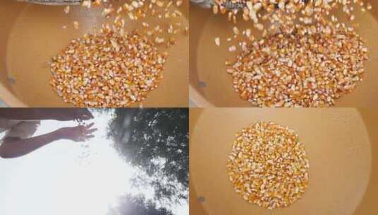 干玉米粒高清在线视频素材下载