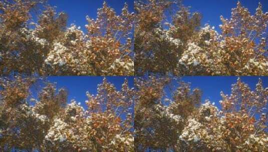 枫叶上的雪景高清在线视频素材下载