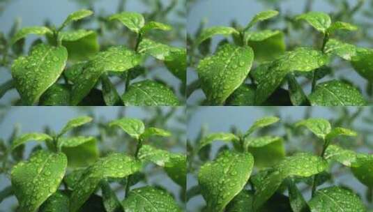 斜风细雨中腊梅树嫩叶上水珠水滴唯美视频高清在线视频素材下载