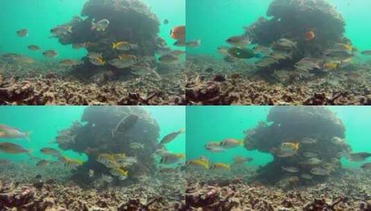在泰国海湾里游来游去的鱼高清在线视频素材下载