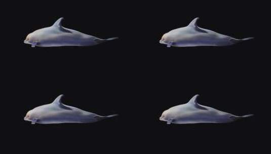 海豚 海豚游动 聪明的 海洋 动物高清在线视频素材下载