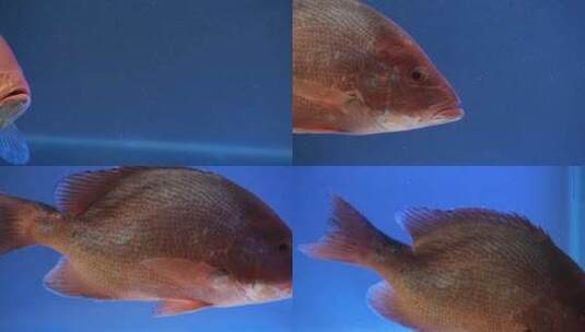 水下红色鱼高清在线视频素材下载