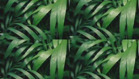树叶，绿色，慢镜头高清在线视频素材下载