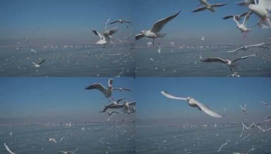 一大群海鸥飞翔慢动作高清在线视频素材下载