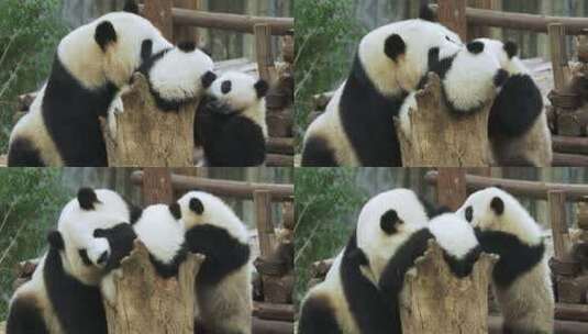 国宝大熊猫一家在一起玩耍萌萌哒熊猫幼崽高清在线视频素材下载