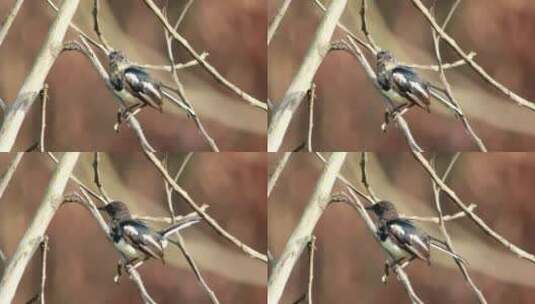 年轻的喜鹊独自在树上高清在线视频素材下载