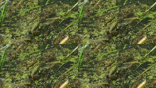 青蛙坐在沼泽里高清在线视频素材下载