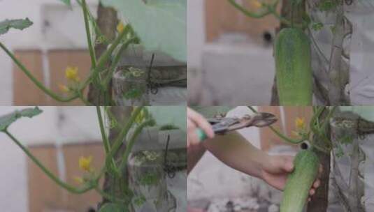 采摘黄瓜 家庭庭院种植高清在线视频素材下载