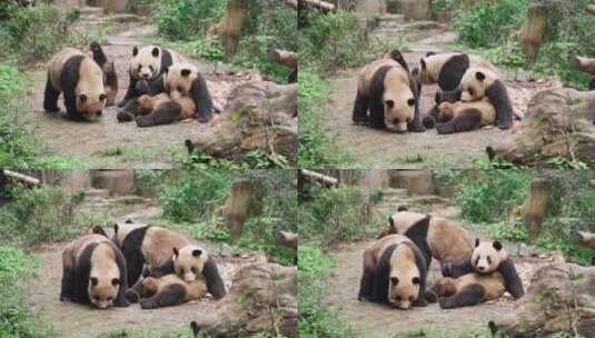 成都熊猫基地一群大熊猫坐在地上高清在线视频素材下载