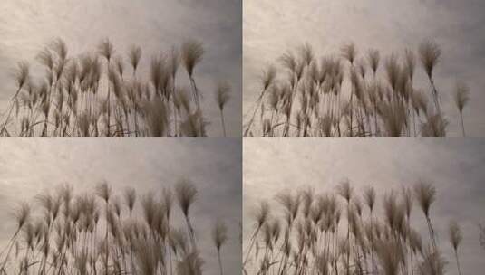 秋天唯美的茅草芦苇高清在线视频素材下载