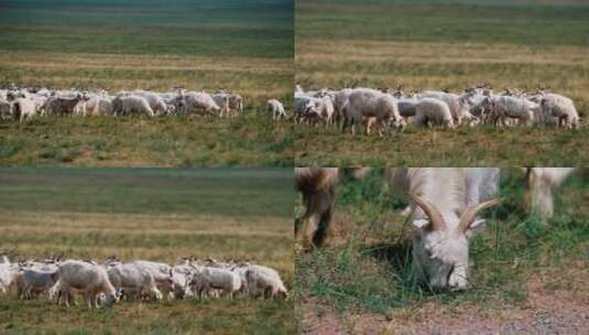 【合集】内蒙草原山羊羊群放牧高清在线视频素材下载