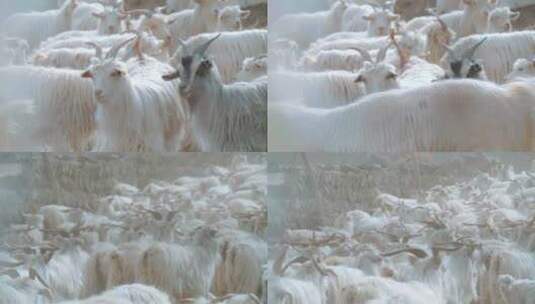新疆的山羊高清在线视频素材下载