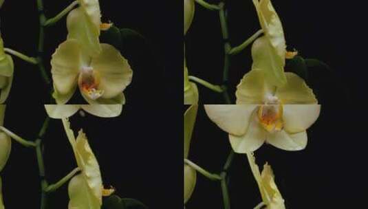 黑色背景上的兰花。静物摄影。高清在线视频素材下载