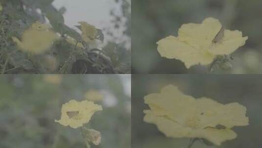 微观世界 花朵 蝴蝶 昆虫世界 花朵授粉高清在线视频素材下载
