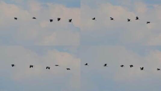 天空中飞行的鸟高清在线视频素材下载