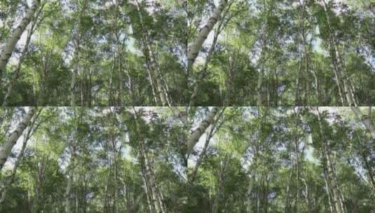 白桦树  白桦林高清在线视频素材下载