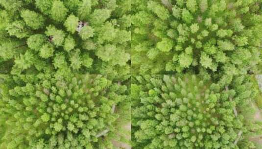航拍广州大观湿地公园醉人绿色的落羽杉高清在线视频素材下载