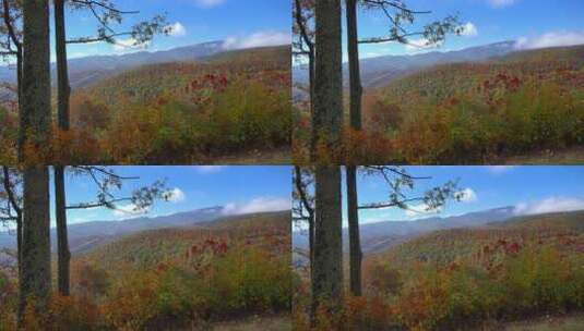 高山上的树木高清在线视频素材下载