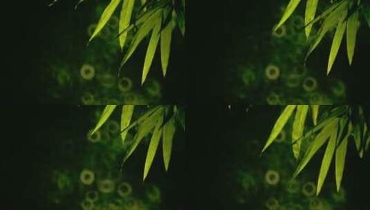 黑暗中背光的竹叶高清在线视频素材下载