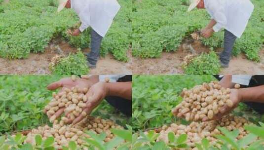 花生种植基地高清在线视频素材下载