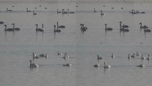 湿地湖泊保护鸟类白天鹅2高清在线视频素材下载