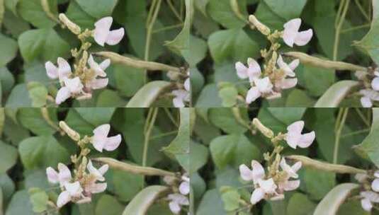 白色豆荚花朵高清在线视频素材下载