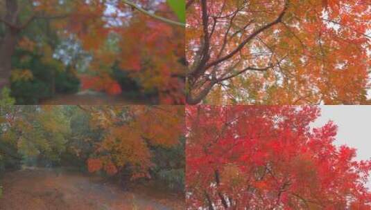 秋季写意枫树落叶雨后高清在线视频素材下载