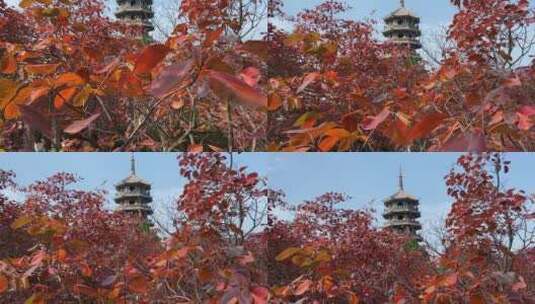 济南红叶谷景区，红叶满山迎来最佳观赏高清在线视频素材下载