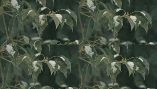 下雪树叶电影感慢镜头4K实拍空镜高清在线视频素材下载