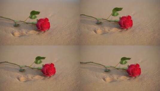 海边玫瑰花大海沙滩玫瑰高清在线视频素材下载