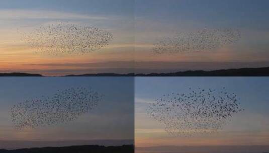天空中飞翔的鸟群高清在线视频素材下载
