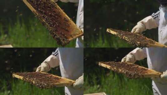 养蜂人准备提取蜂蜜高清在线视频素材下载